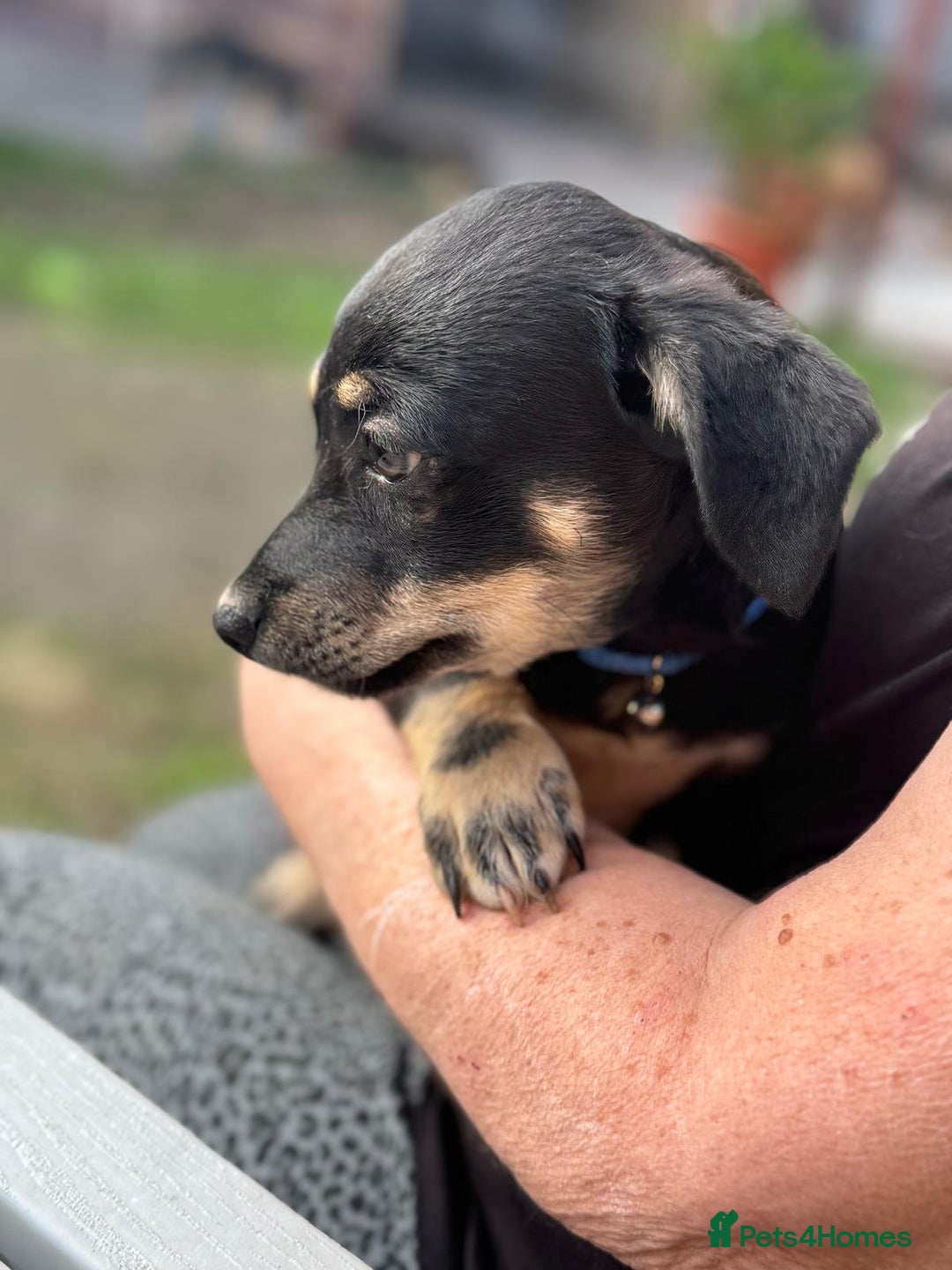 Mixed Breed dogs for adoption: OBI - a Lovely little puppy boy for a Loving Home - Image 1