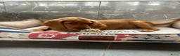 Mixed Breed dogs for sale: Ready now  ☘️ Golden Irish puppies available  ☘️ - Advert 4