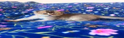 Scottish Fold cats for sale: Beautiful Scottish Fold kittens - Advert 5