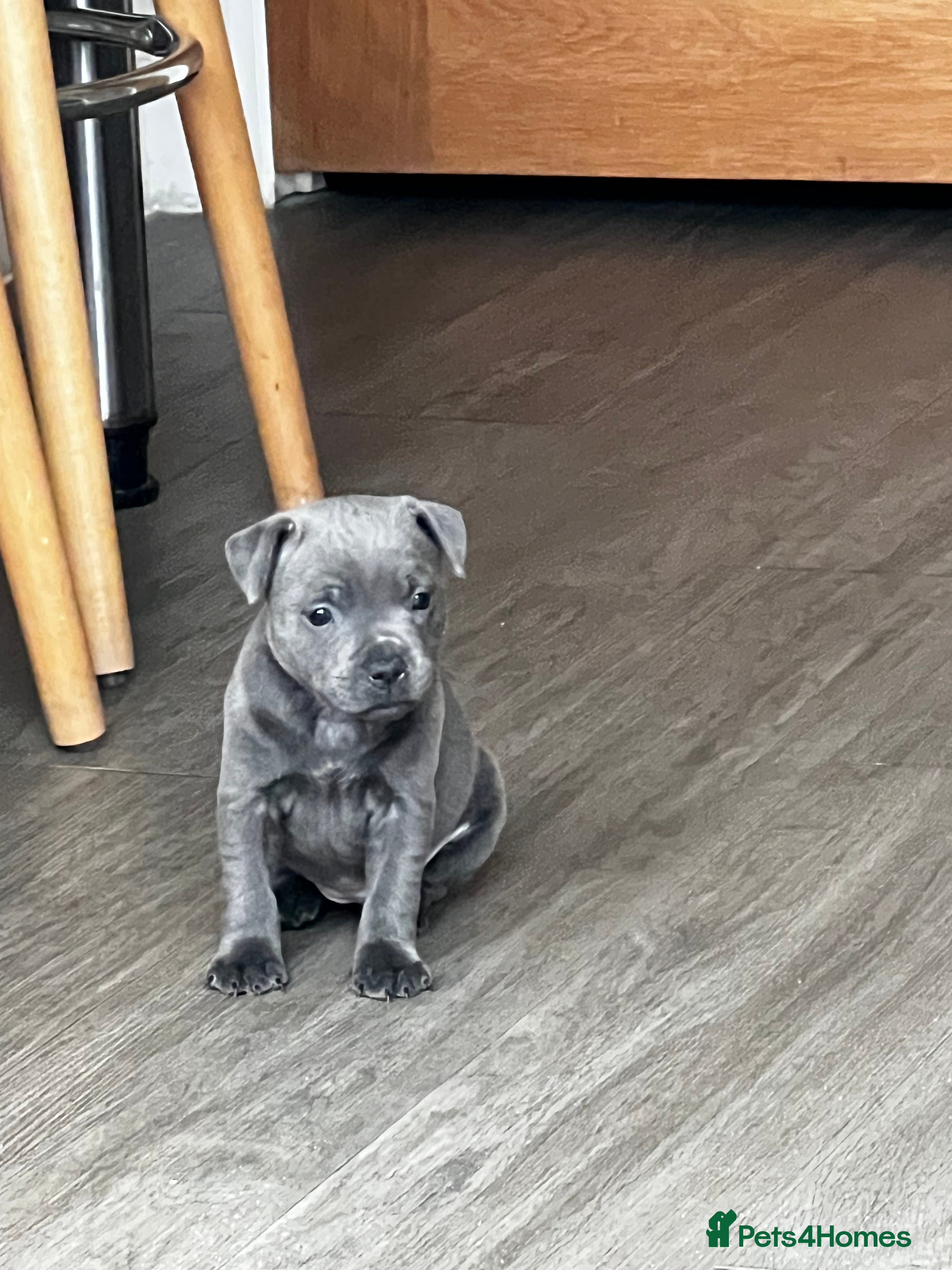 Staffordshire Bull Terrier dogs Kc reg pied, blue and black Staffies  - Advert 2