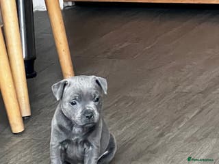 Staffordshire Bull Terrier dogs Kc reg pied, blue and black Staffies - Advert 2