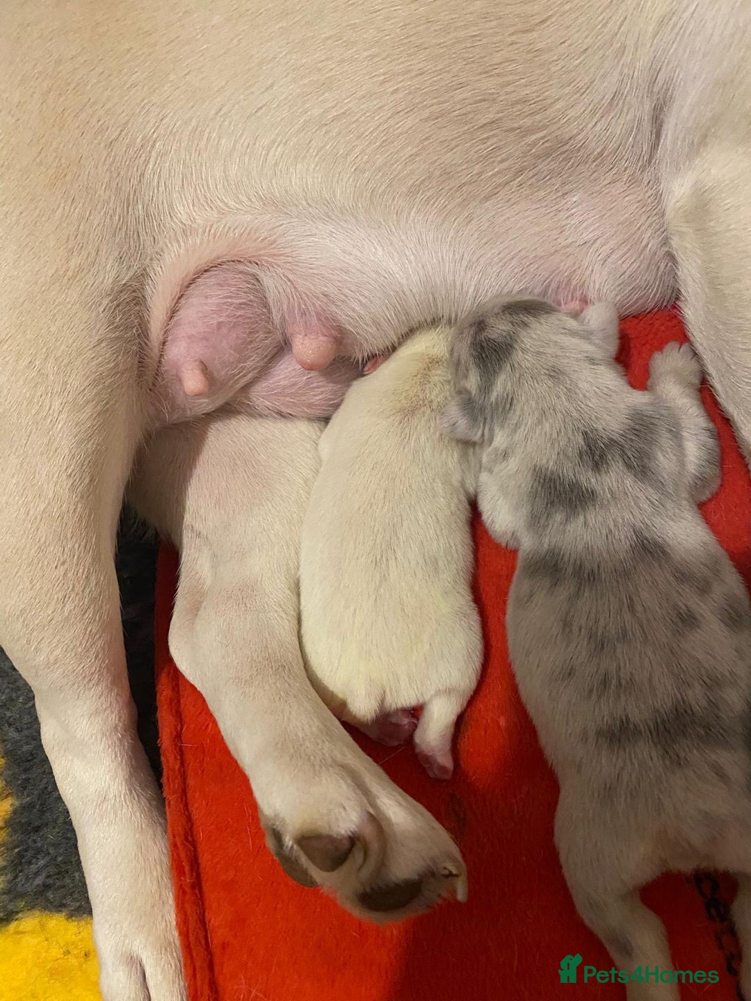 French Bulldog dogs for sale: Fluffy Carrier Girl - Advert 10