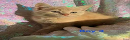 Persian cats for sale: Persian mix kittens  - Advert 11