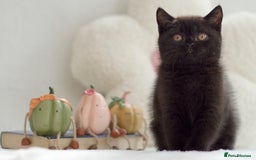 British Shorthair cats for sale: Beautiful BSH kittens 😻 - Image 8