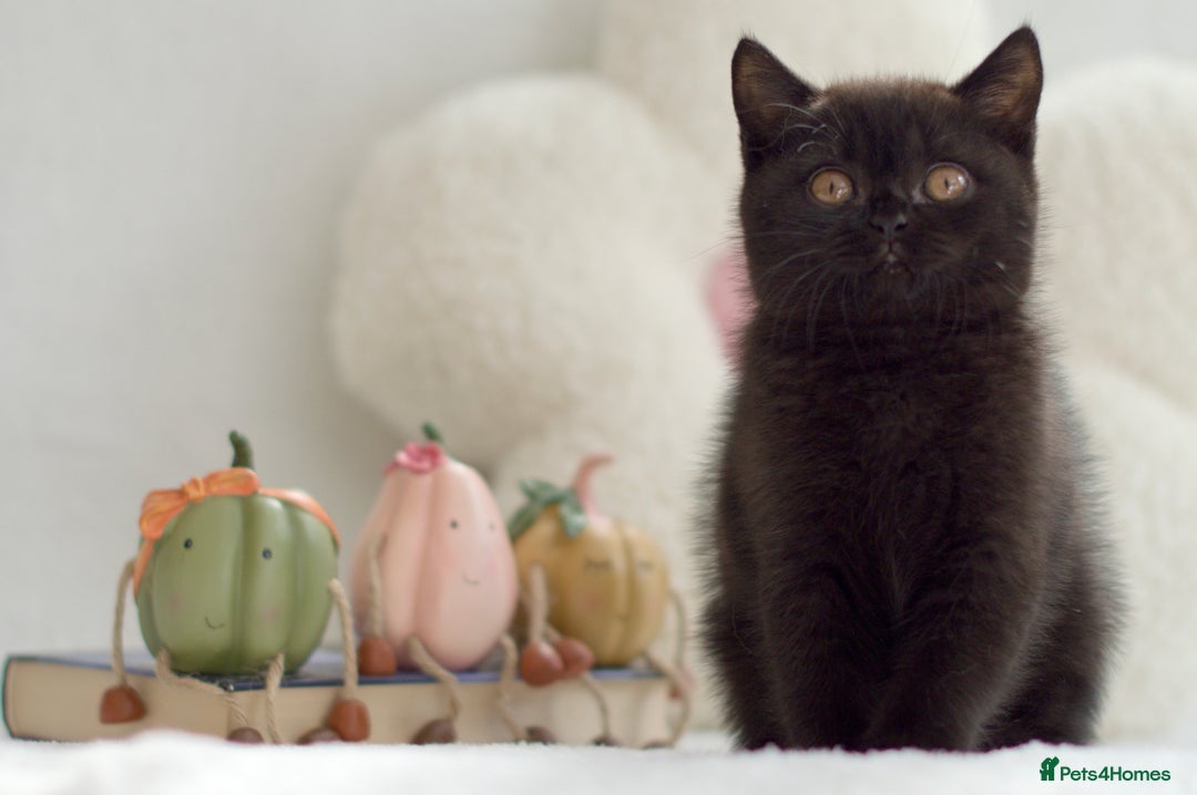 British Shorthair cats for sale: Beautiful BSH kittens 😻 - Image 8