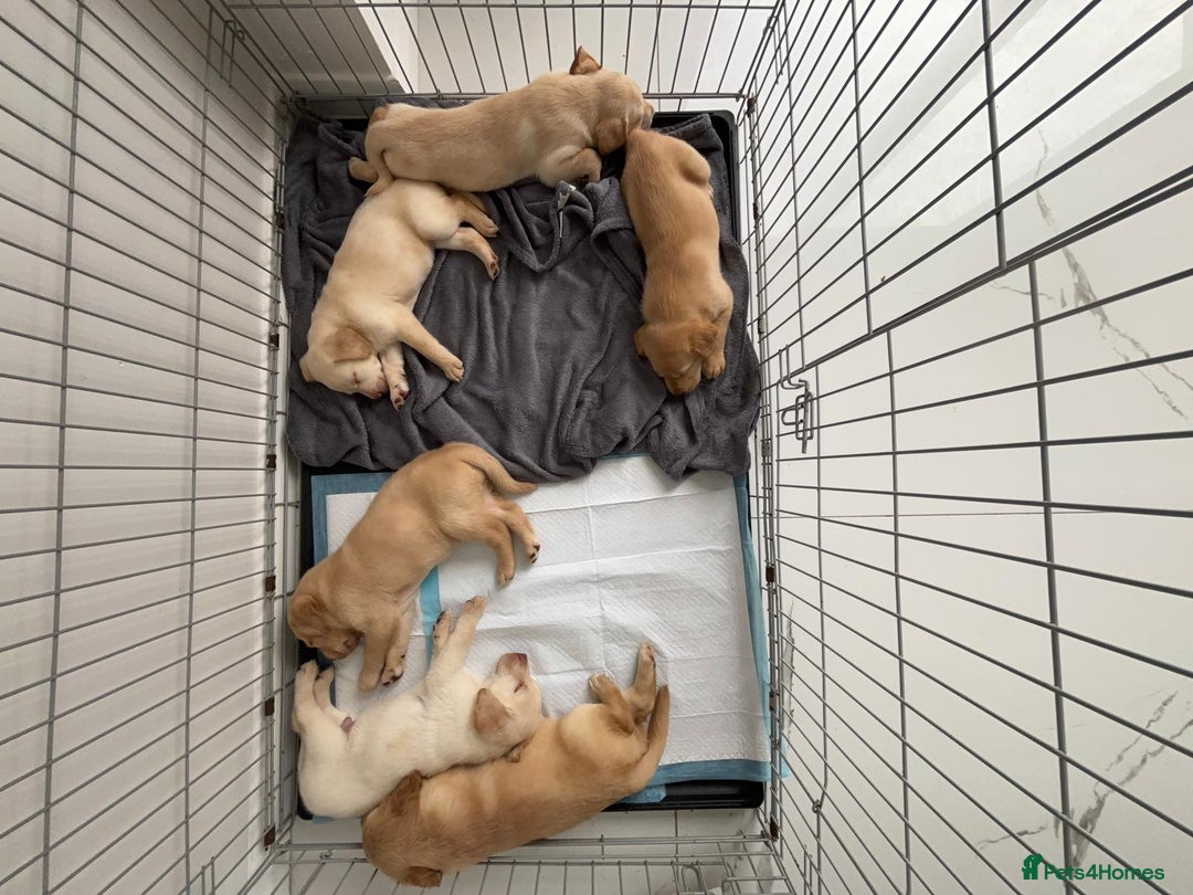 Labrador Retriever dogs for sale: Gorgeous labrador puppies - Image 8