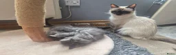 Mixed Breed cats for sale: Ragcoons in Newton-le-Willows - Advert 16