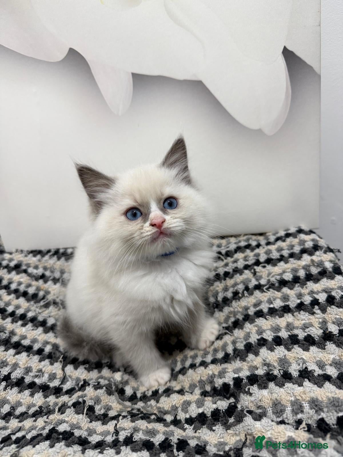 Ragdoll cats for sale: TICA Pedigree Ragdolls Kittens  - Advert 1