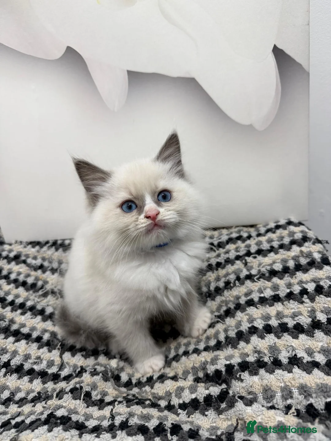 Ragdoll cats for sale: TICA Pedigree Ragdolls Kittens  - Advert 1