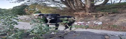 Border Collie dogs for sale: Gorgeous sheepdog puppies - Advert 2