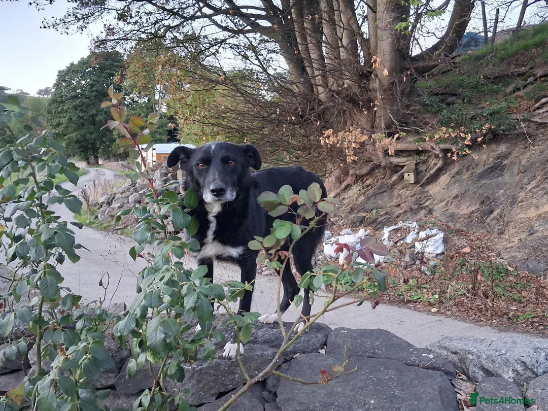 Border Collie dogs for sale: Gorgeous sheepdog puppies - Advert 2