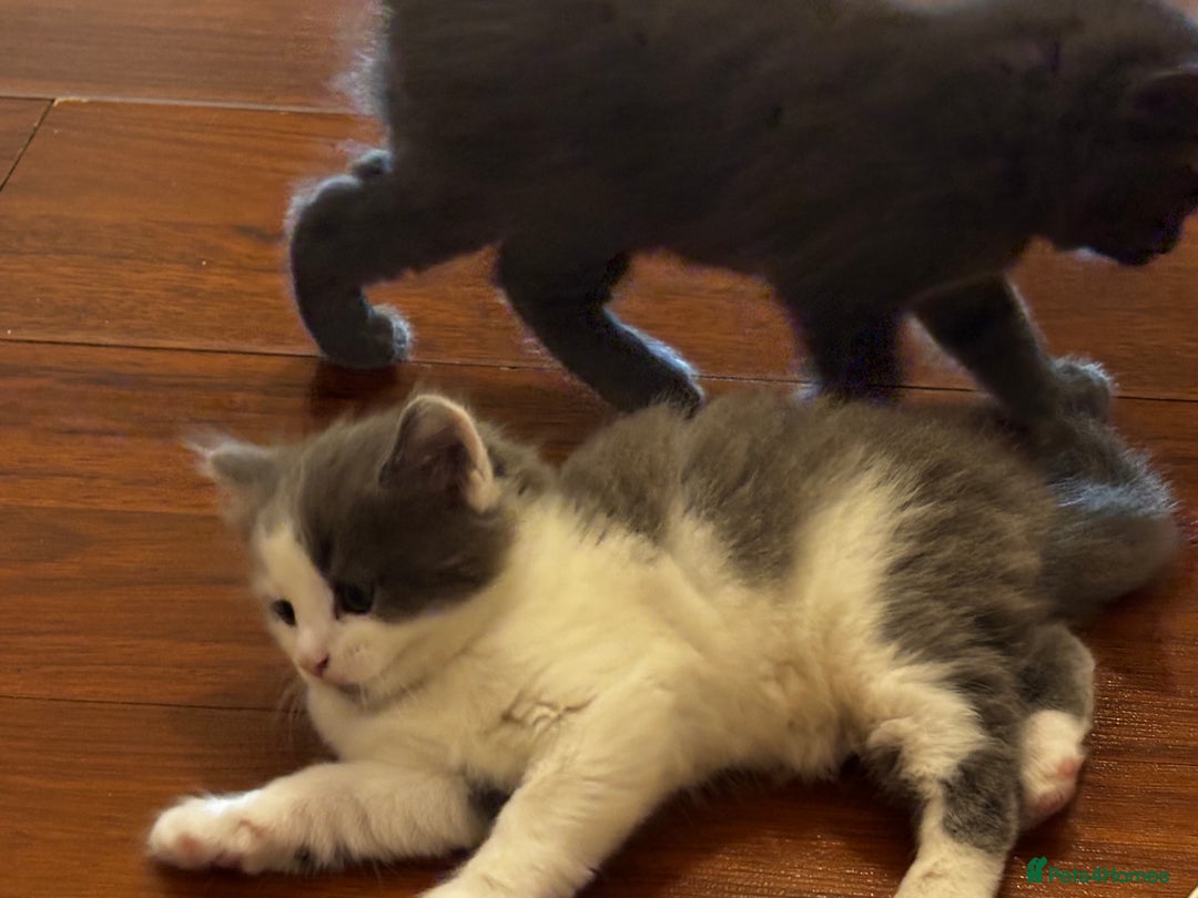 Mixed Breed cats for sale: Beautiful kittens for sale - Advert 14