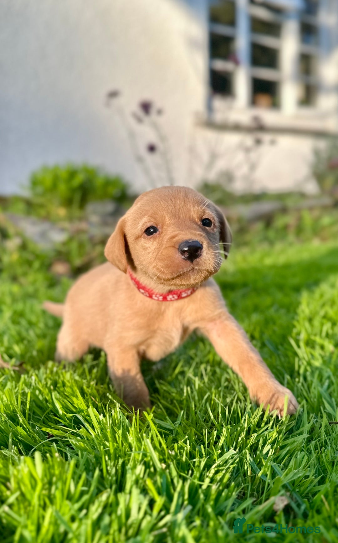 Labrador Retriever dogs for sale: KC registered Labrador puppies, working parents  - Image 11