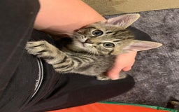 Mixed Breed cats for sale: Siberian x British Shorthair Kittens 💞 - Image 16