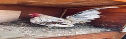 Chickens poultry for sale: Pekin bantam chicken chicks - Advert 3