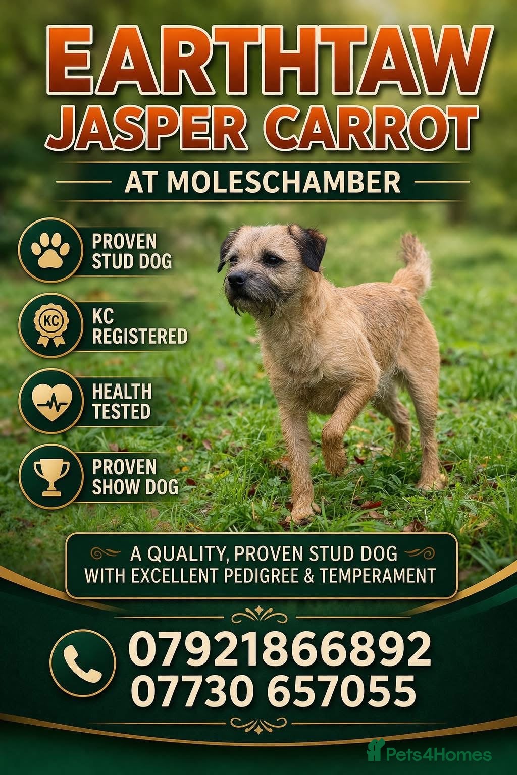Border Terrier dogs Top Proven KC Border Terrier for stud slem clear  - Advert 11