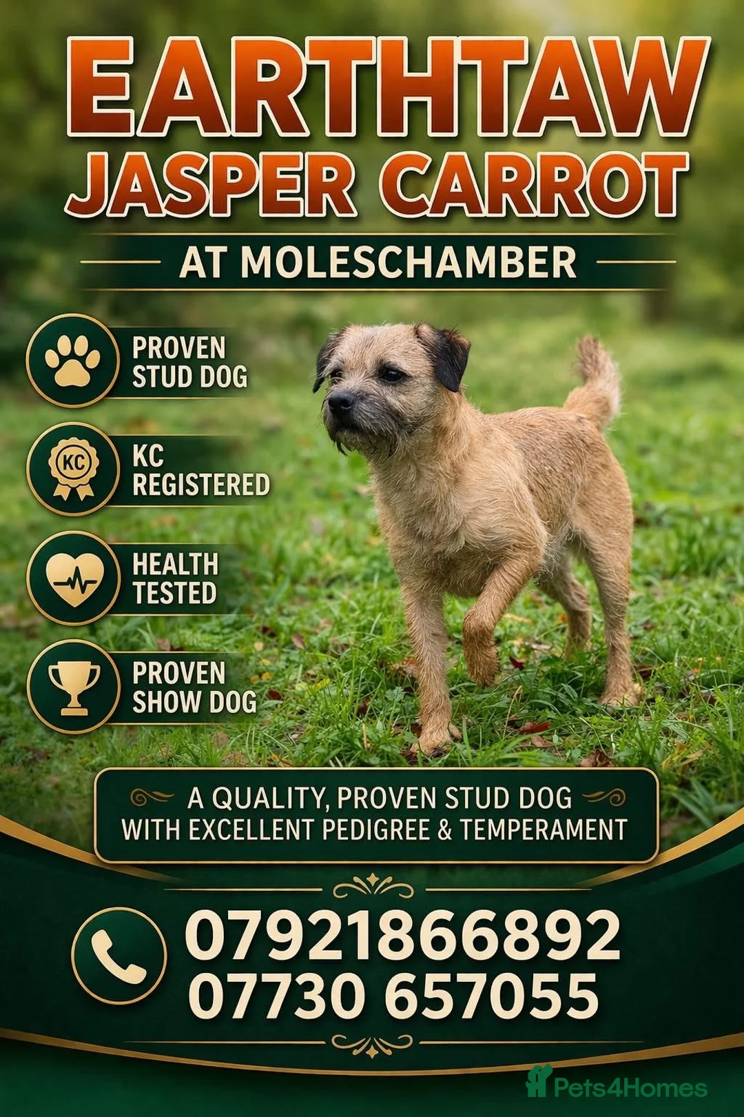 Border Terrier dogs for stud: Top Proven KC Border Terrier for stud slem clear  - Advert 1