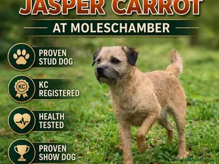 Border Terrier dogs Top Proven KC Border Terrier for stud slem clear - Advert 11