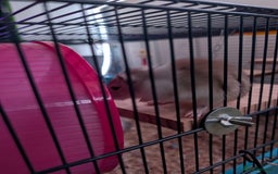 Gerbil rodents for sale: 2 Gerbils plus set up (Girls) - Image 4