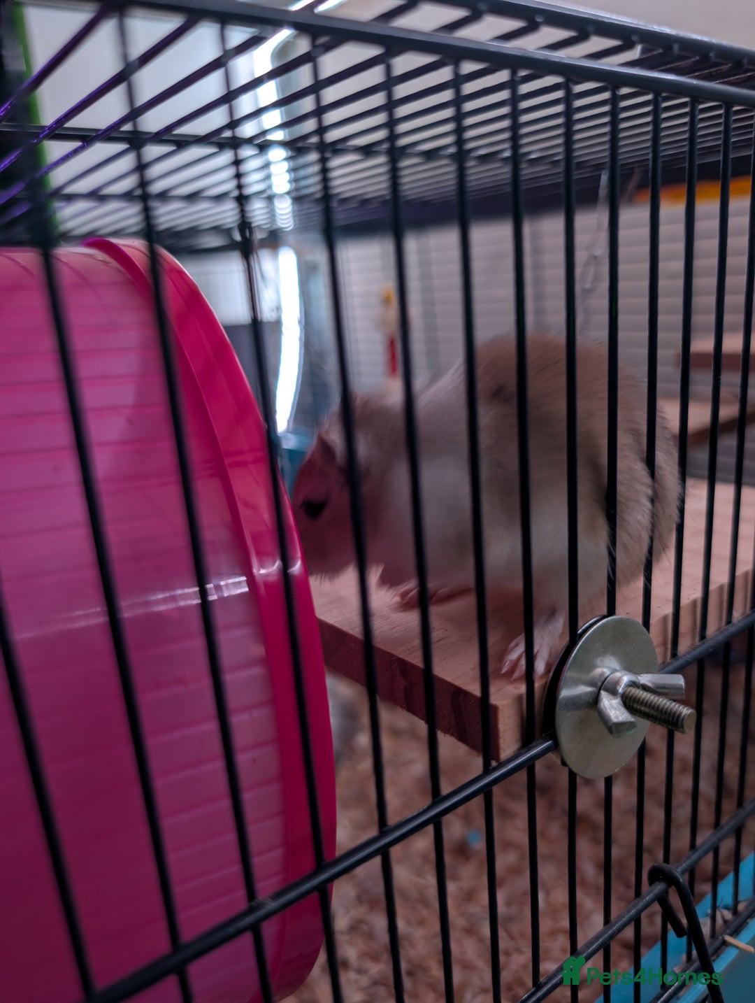 Gerbil rodents for sale: 2 Gerbils plus set up (Girls) - Image 4