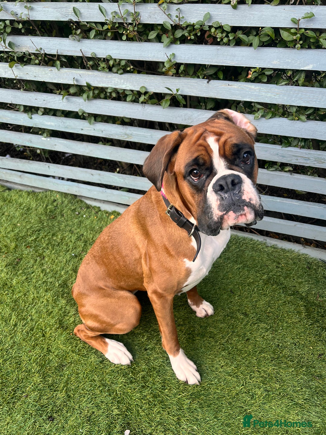 Boxer dogs for sale: KC Lovely girl - Advert 2