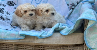 Poochon dogs - Advert 1