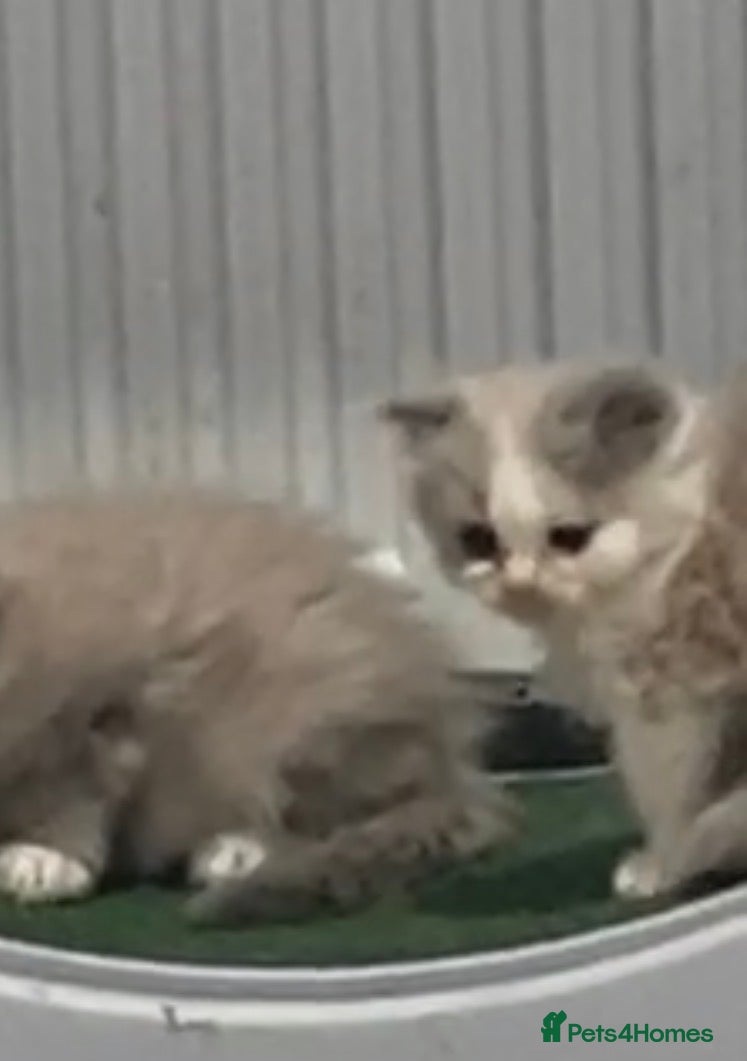 Ragdoll cats Pedigree Mink & Sepia Cherubim ragdoll kittens - Advert 5