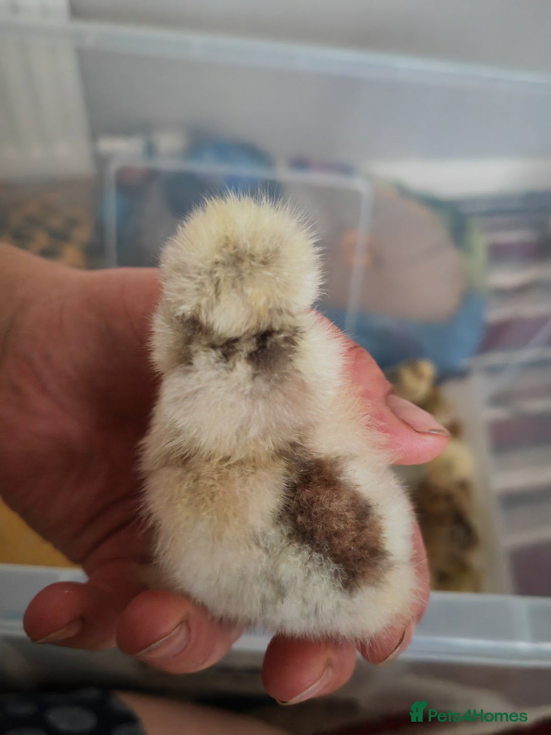 Chickens poultry for sale: USA silkie, jumbo coturnix, celadon quails - Image 36