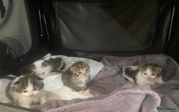 RagaMuffin cats for sale: Beautiful ragdoll x kittens 1 LEFT READY NOW - Image 8