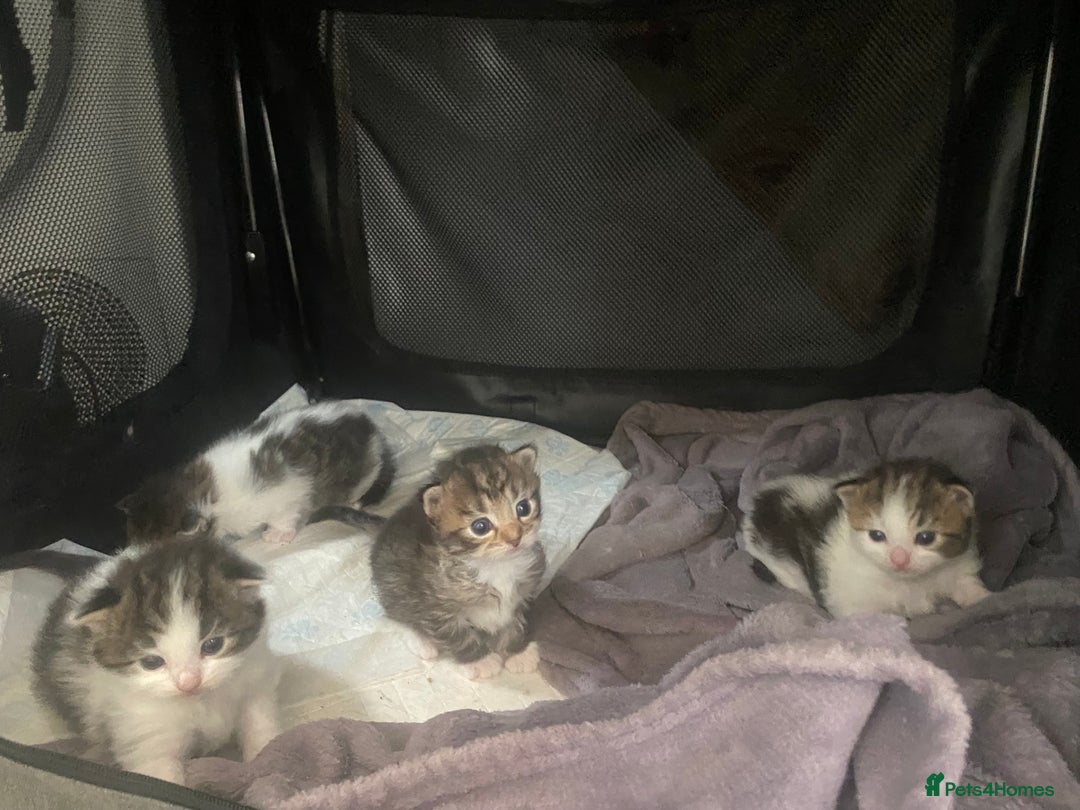 RagaMuffin cats for sale: Beautiful ragdoll x kittens 1 LEFT READY NOW - Image 8