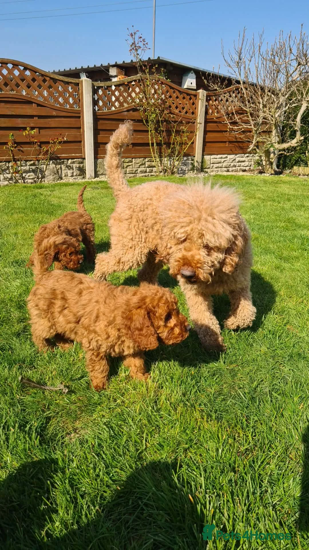 Miniature Poodle dogs for sale: Pure KC miniature poodles ready now! - Advert 21
