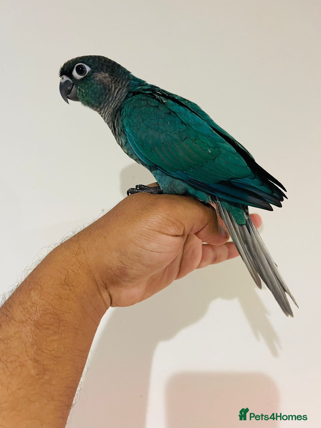 Conures birds for sale: Conure - Image 4