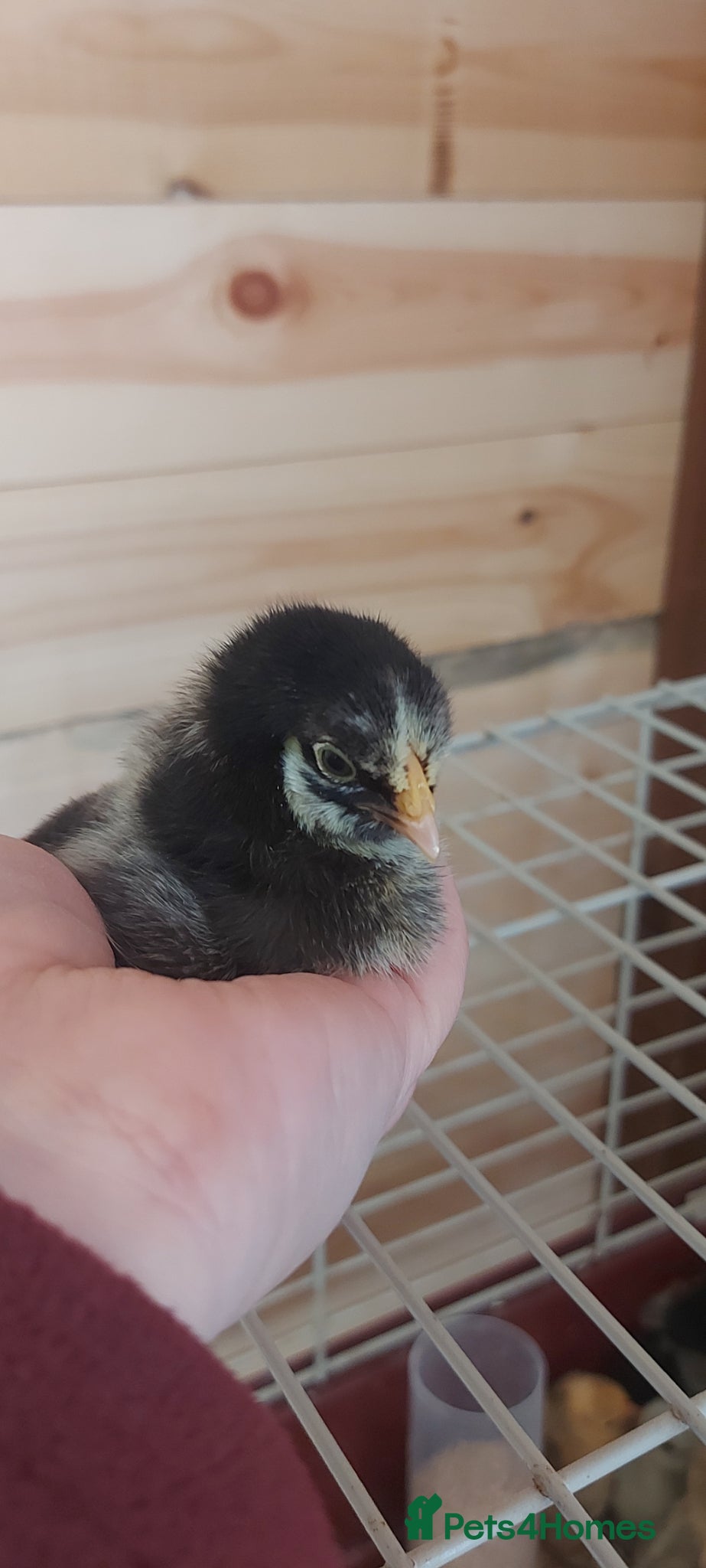 Chickens poultry Bantam chicks *sablepoot, wyandotte, pekin bantam* - Advert 2