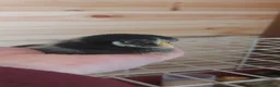 Chickens poultry for sale: Bantam chicks *sablepoot, wyandotte, pekin bantam* - Advert 2