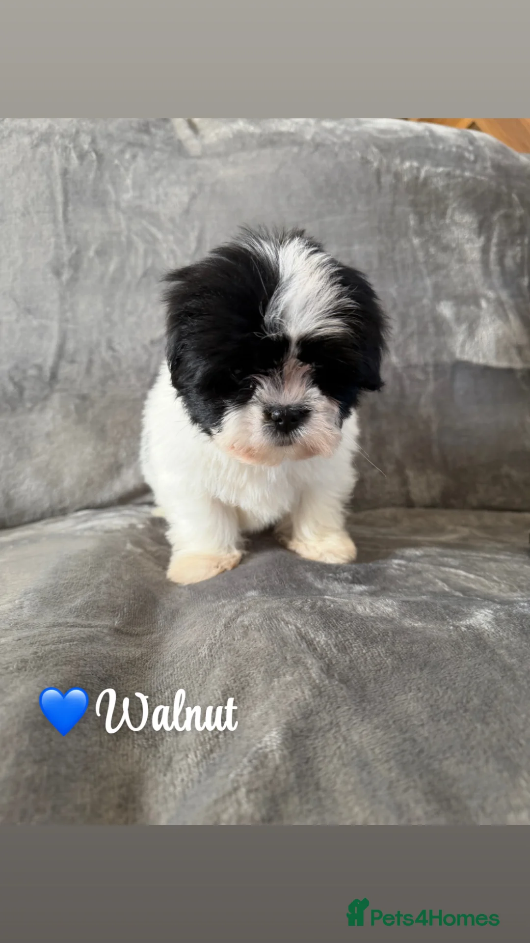 Lhasa Apso dogs for sale: 🐾Lhasa apso’s Ready Now 🐾 in Doncaster - Advert 19