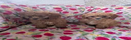 Cavapoo dogs for sale: 🌟 Stunning F1 cavapoo puppies 🌟 - Advert 3