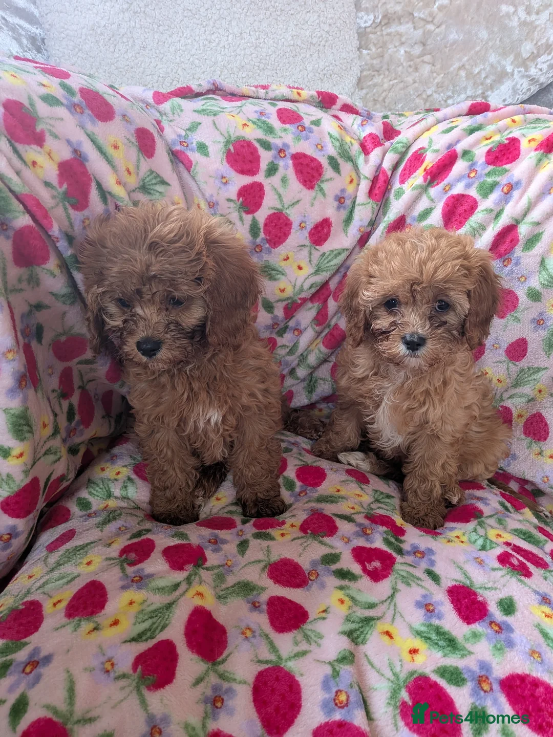 Cavapoo dogs for sale: 🌟 Stunning F1 cavapoo puppies 🌟 - Advert 3