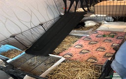 Guinea Pig rodents for sale: 2 male guinea pigs for sale  - Image 11