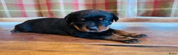 Rottweiler dogs for sale: KC Registered Rottweiler Babies 🐾🐾🐾 - Advert 11