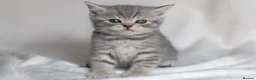 Scottish Fold cats for sale: 🐾Scottish Fold & Straight Kittens, 4Girls, 1Boy  - Advert 4