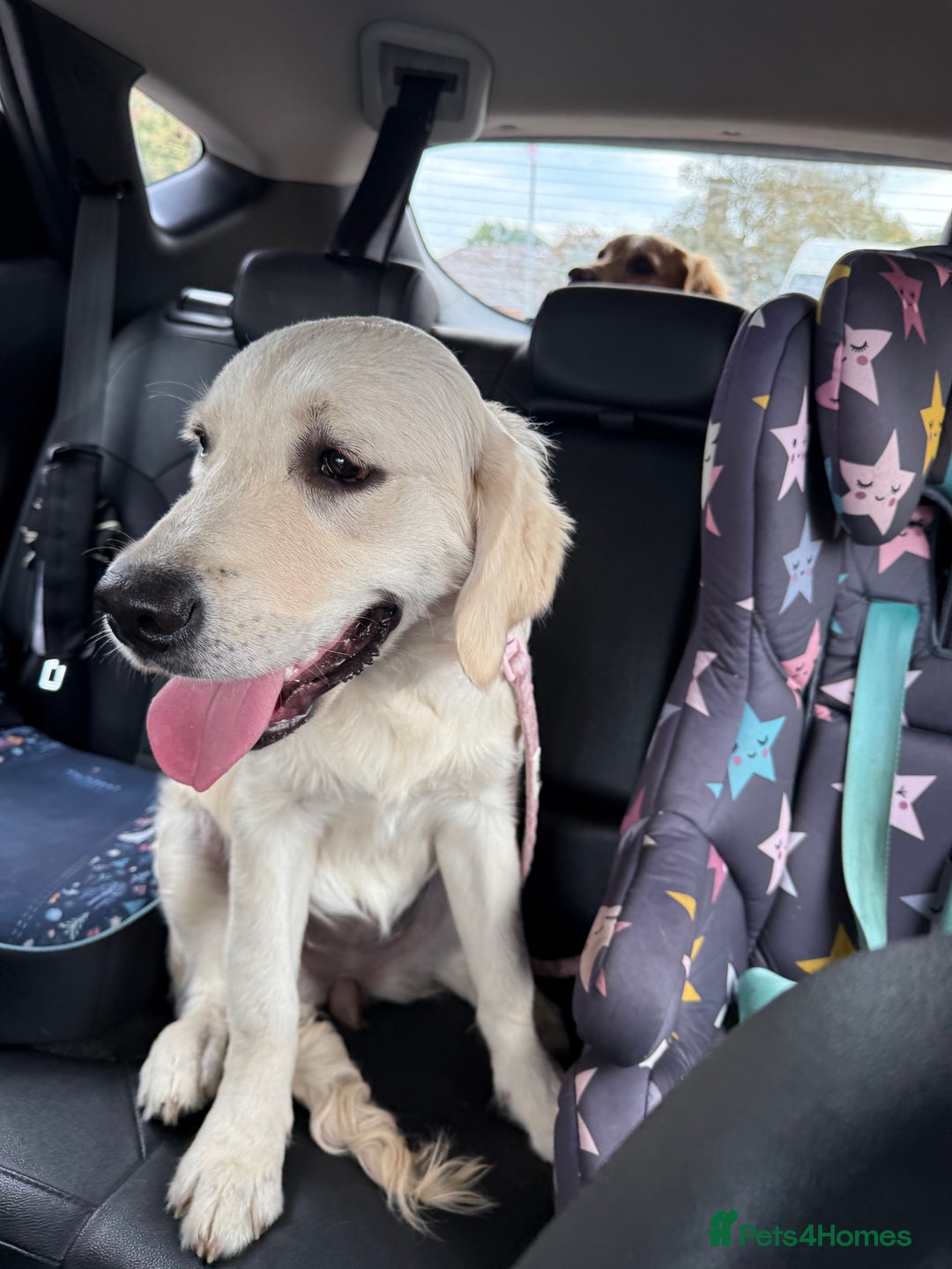 Golden Retriever dogs for sale: Beautiful 8-Month Female Golden Retriever Puppy 5⭐ - Advert 7