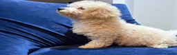 Poochon dogs for sale: READY TO NOW ♥️♥️ - Advert 10