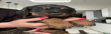 Cocker Spaniel Puppy 3