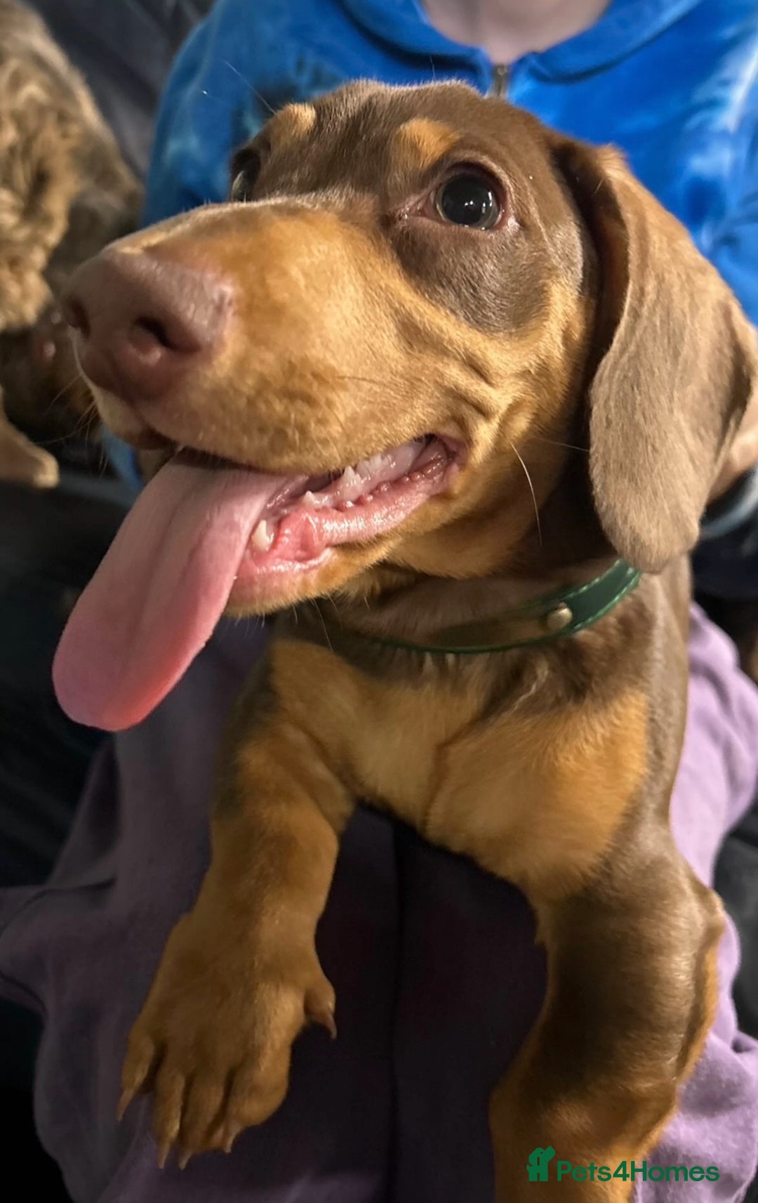 Dachshund dogs for stud: Future Stud Interest Gorgeous Dachshund  - Advert 2