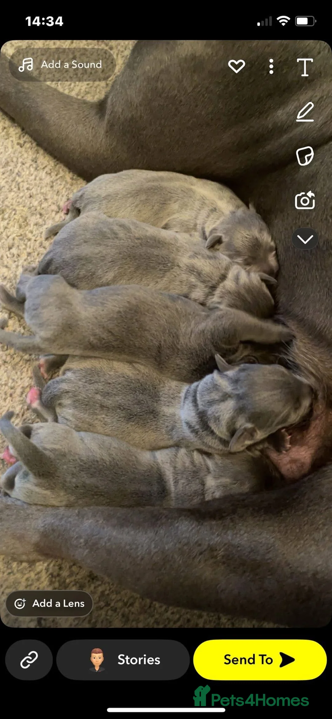 Staffordshire Bull Terrier dogs for sale: Blue Staffordshire bull terrier  - Advert 8