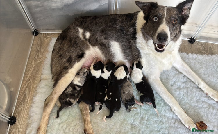 Border Collie dogs - Advert 16