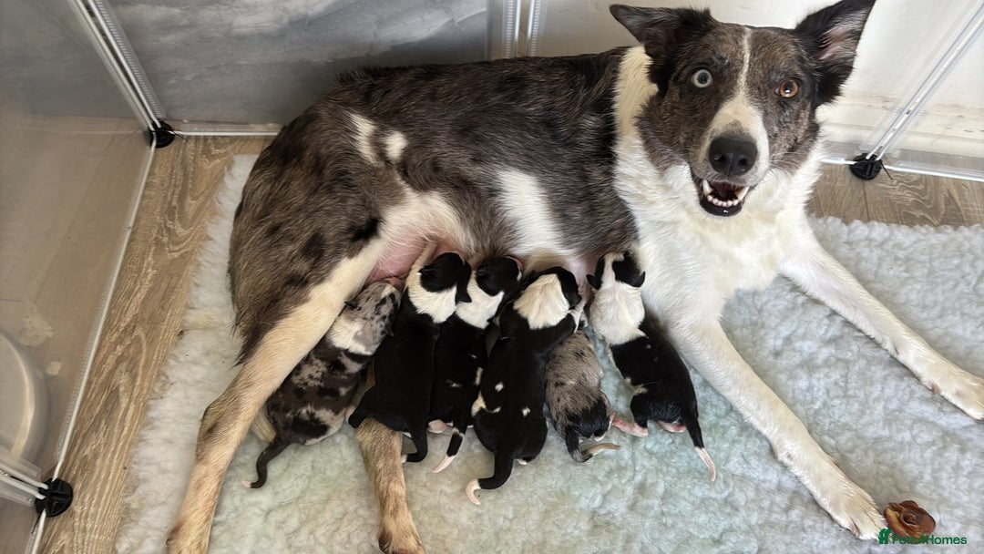 Border Collie dogs for sale: Border collie  - Image 1