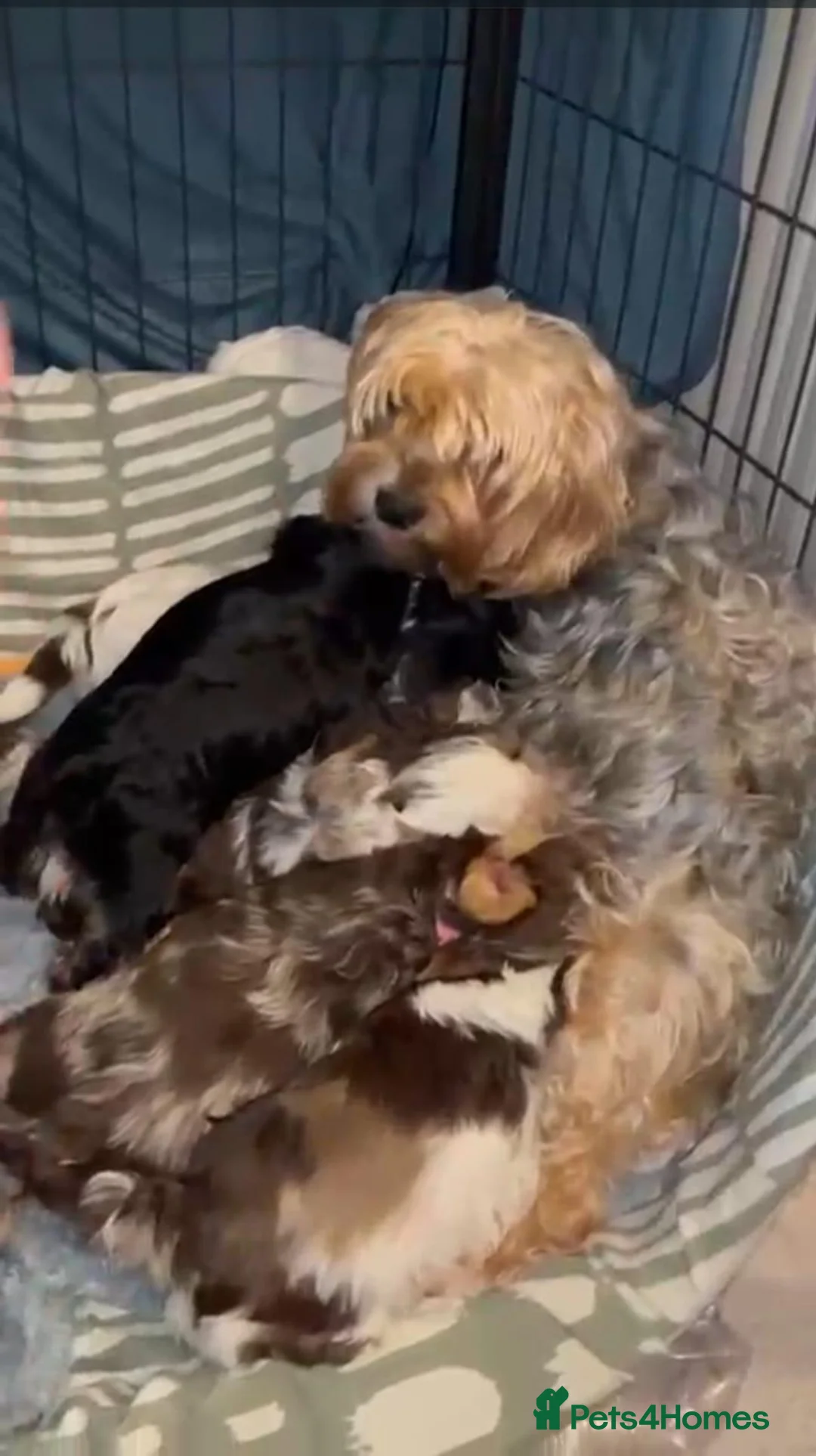 Yorkshire Terrier dogs for sale: Beautiful Yorkshire Terrier Puppies for Sale in Southampton - Advert 17