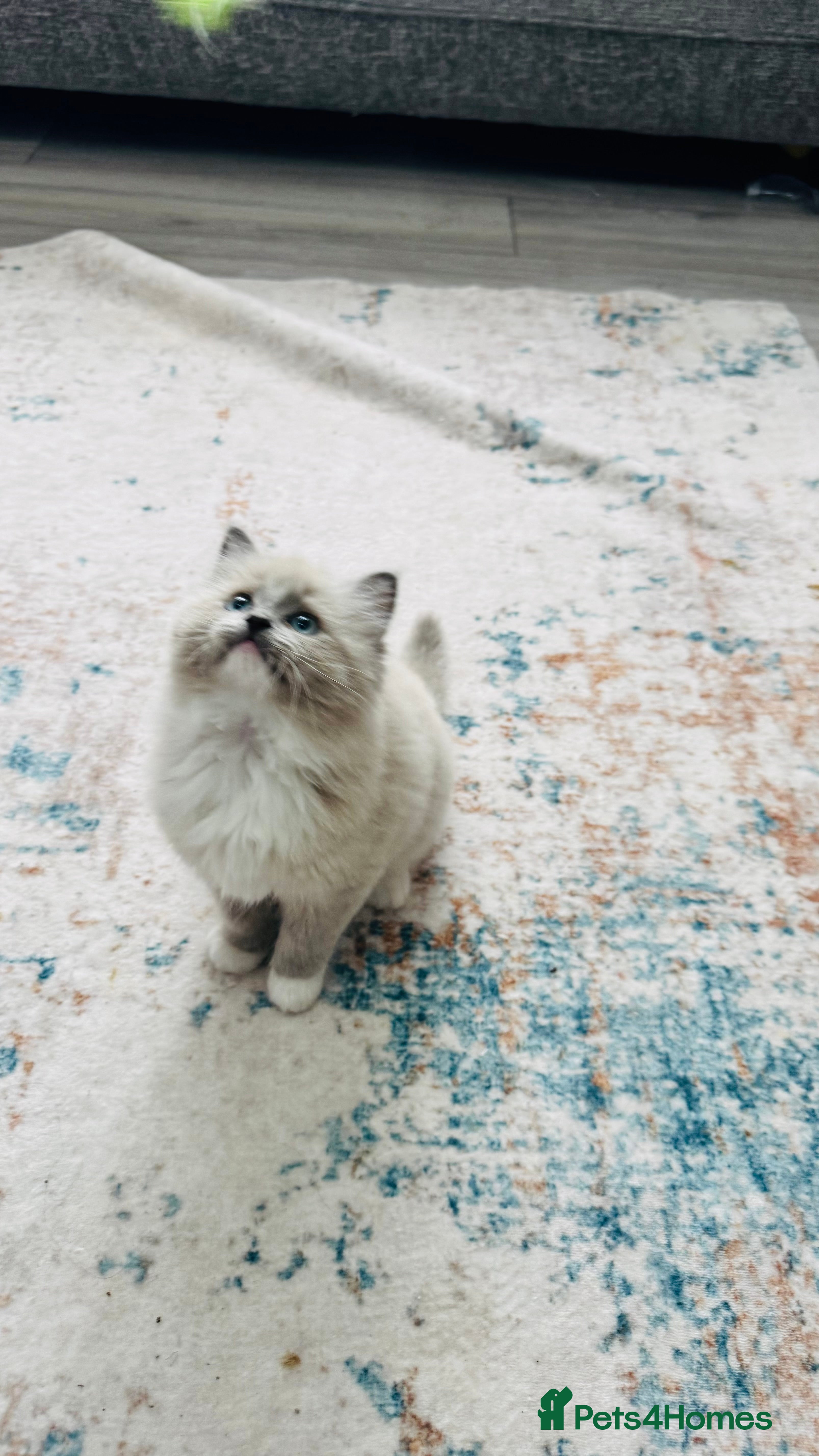 Ragdoll cats 100% Pure Mink and Blue Point Ragdoll Kittens  - Advert 18