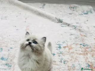 Ragdoll cats 100% Pure Mink and Blue Point Ragdoll Kittens - Advert 18